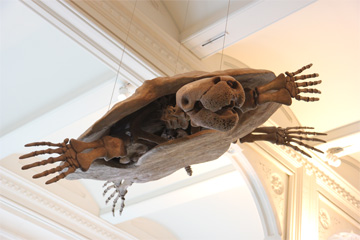 Prehistoric Turtle at Natual History Museum New York