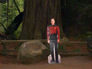 Jean Luc visits the giant Redwoods