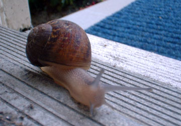 Snails at the door